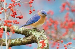 Learn About Bluebirds at Wild Birds Unlimited