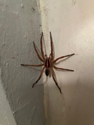 Killer Insects at Wild Birds Unlimited
