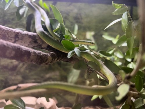 Reptile Open House at Jesse Jones Park