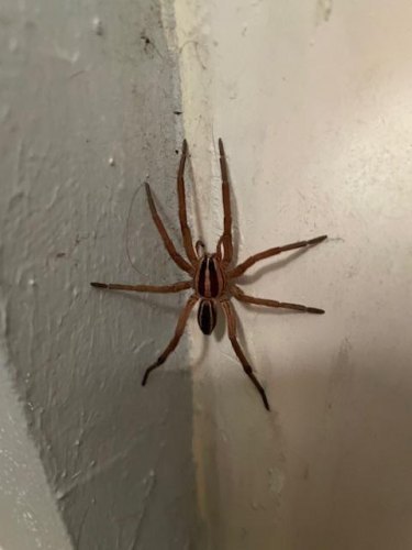 Creepy Crawlers at Wild Birds Unlimited