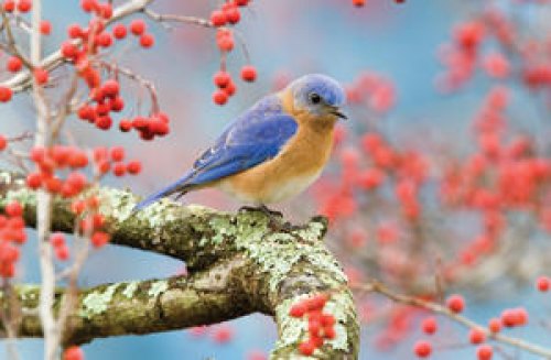Bluebirds at Wild Birds Unlimited of Kingwood