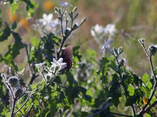 Pollinators at Wild Bird Unlimited