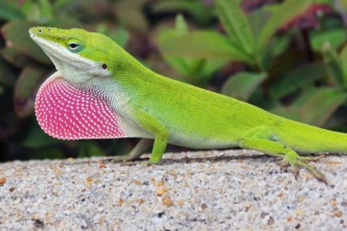 Wildlife Wonderings - Green and Brown Anoles