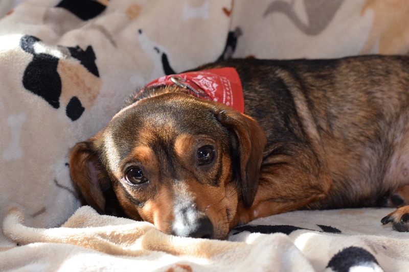Low Cost Pet Vaccinations Services