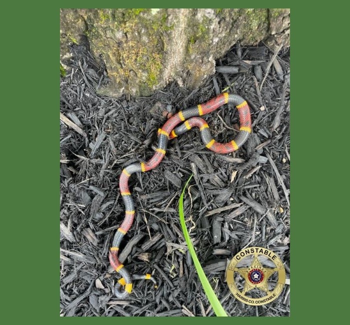 Two Step Snake WATCH YOUR STEP- Snakes are Out and About!