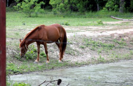 New Caney Horse